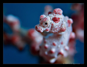 Pigmy seahorse by Aleksandr Marinicev 